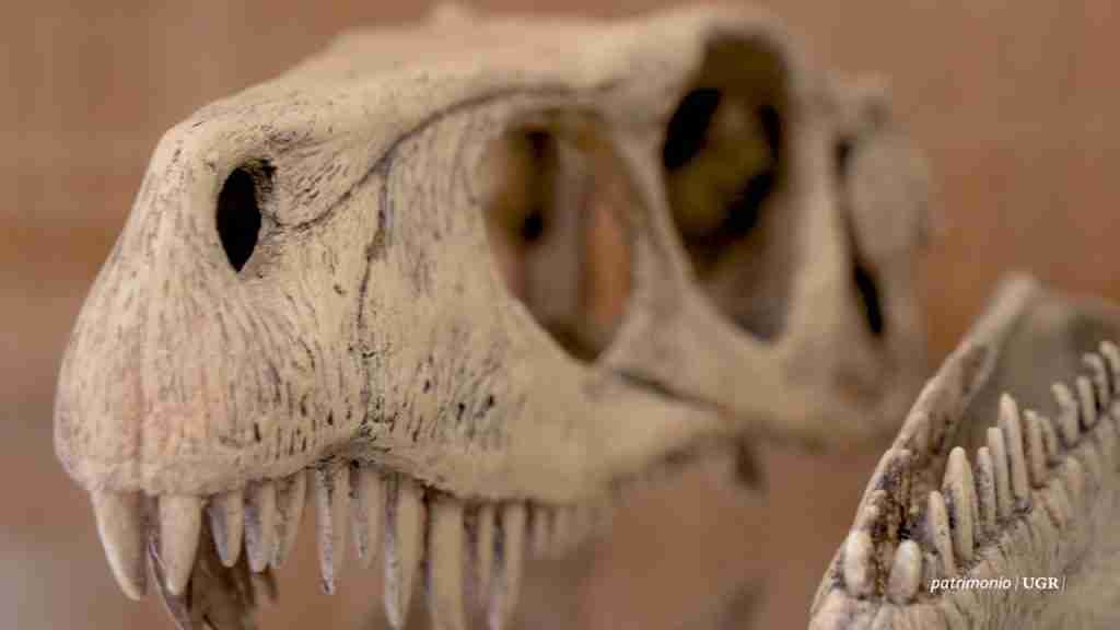 MUSEO ARAGONÉS DE PALEONTOLOGÍA SEDE LEGENDARK