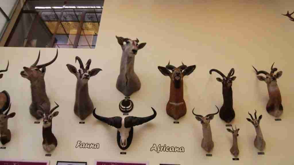 MUSEO DE CIENCIAS NATURALES  AVAN