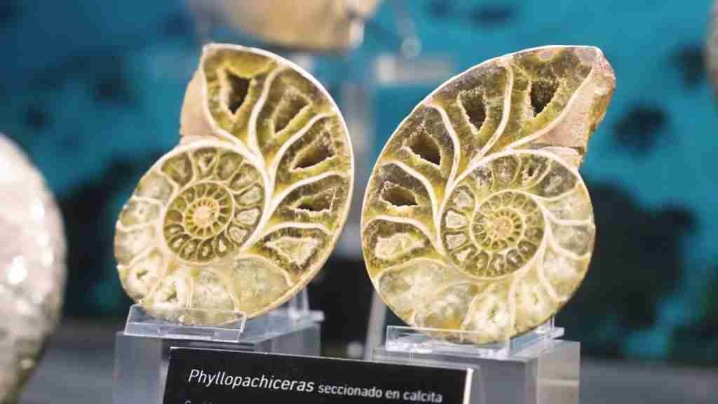 MUSEO DE CIENCIAS NATURALES DE ARNEDO