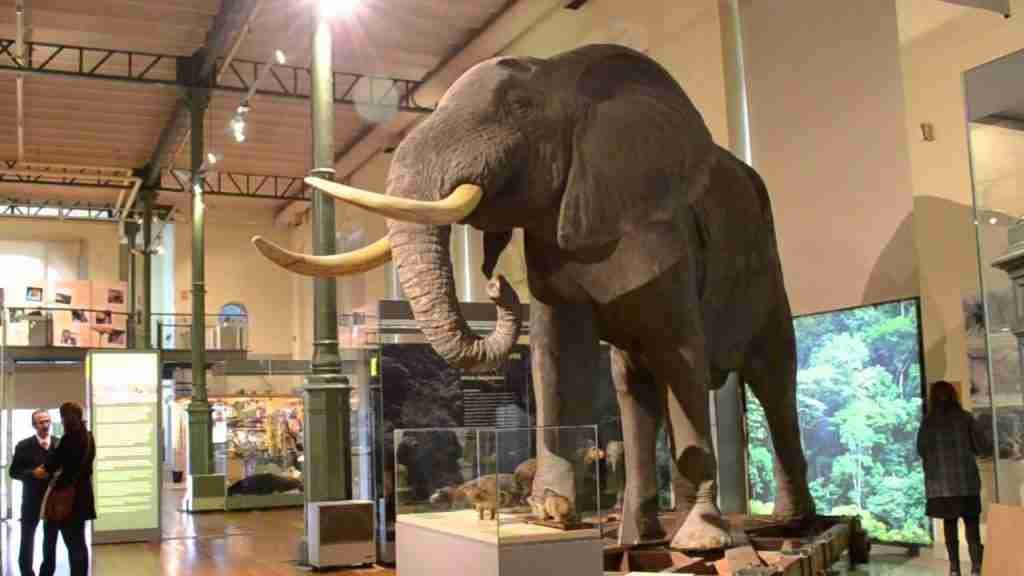 MUSEO DE CIENCIAS NATURALES DE ATARFE