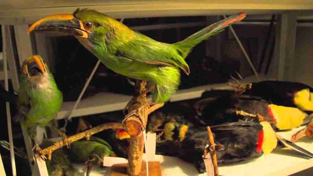 MUSEO DE CIENCIAS NATURALES PADRE IGNACIO SALA SJ