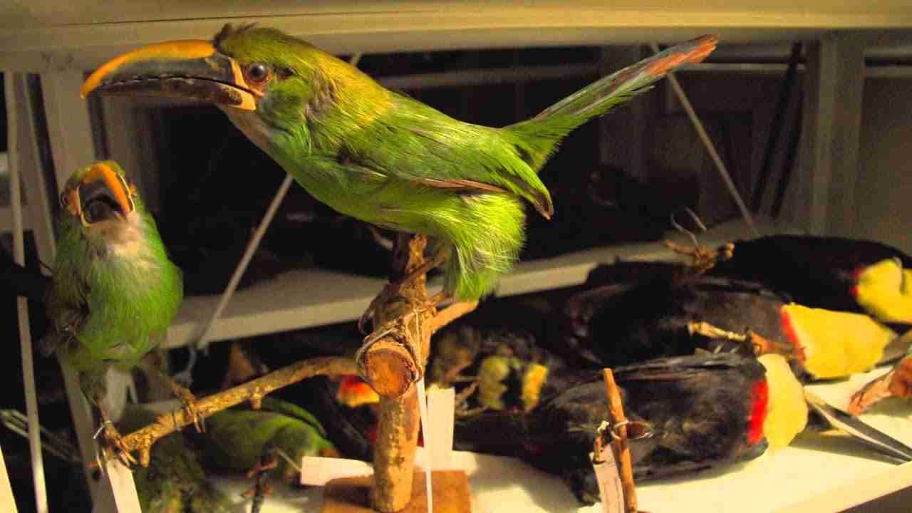 MUSEO DE CIENCIAS NATURALES PADRE IGNACIO SALA SJ