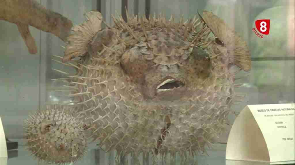 MUSEO DE CIENCIAS NATURALES Y ETNOGRÁFICO DE LOS PADRES PAÚLES
