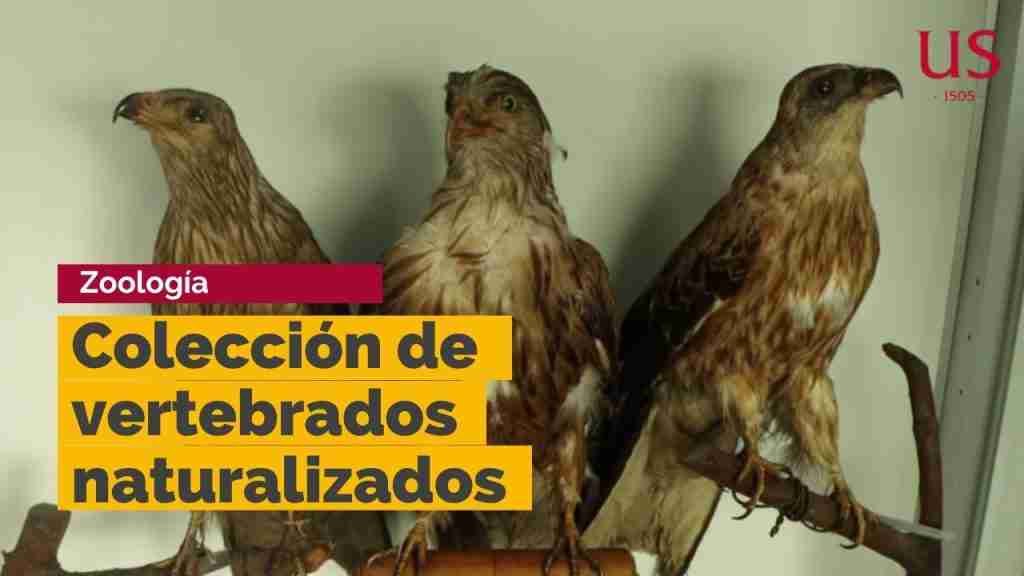 MUSEO DE ZOOLOGÍA DE VERTEBRADOS IBÉRICOS  ETSI DE MONTES