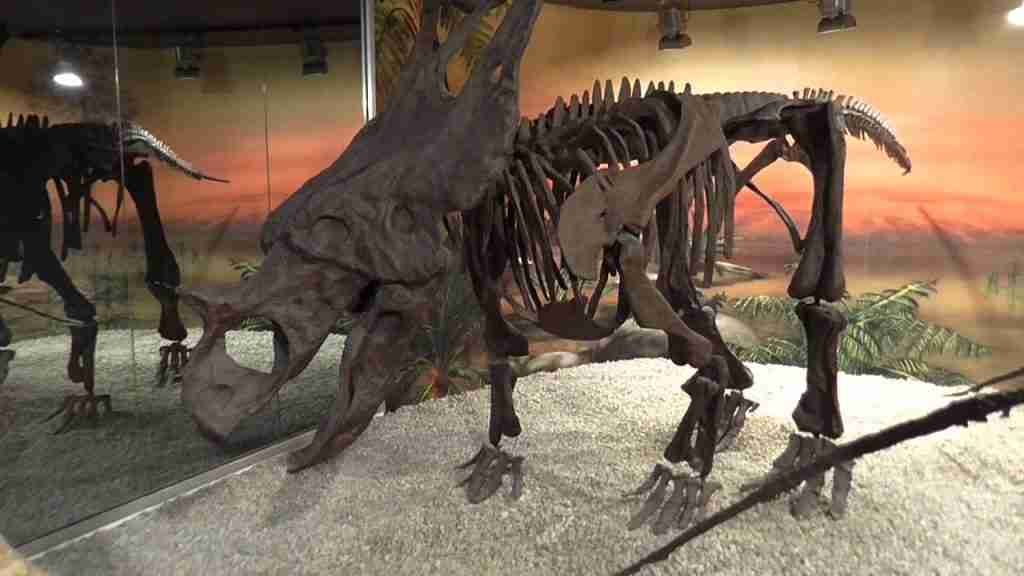 MUSEO PALEONTOLÓGICO DE ELCHE
